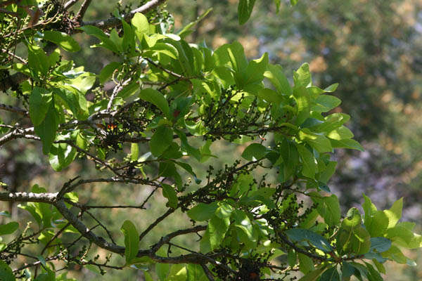 Image of Broad-leaved waxberry