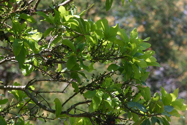 Plancia ëd Morella pilulifera (Rendle) D. J. B. Killick