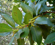 Plancia ëd Morella pilulifera (Rendle) D. J. B. Killick