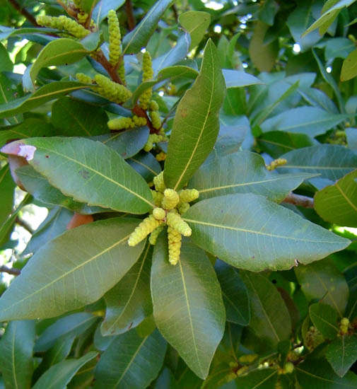 Plancia ëd Morella pilulifera (Rendle) D. J. B. Killick