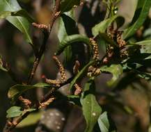 Plancia ëd Morella serrata (Lam.) D. J. B. Killick