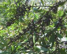 Image of Lance-leaved waxberry