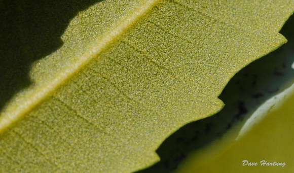 Image of Lance-leaved waxberry