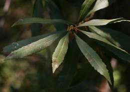 Image of Lance-leaved waxberry