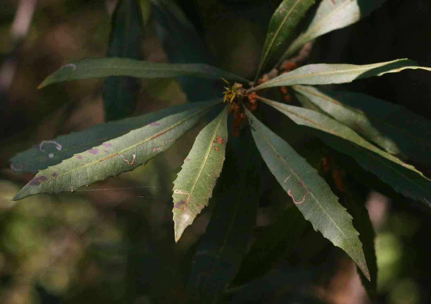 Plancia ëd Morella serrata (Lam.) D. J. B. Killick