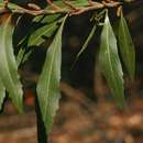 Image of Lance-leaved waxberry