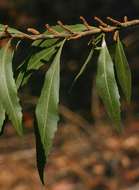 Image of Lance-leaved waxberry