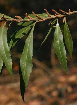 Morella serrata (Lam.) D. J. B. Killick resmi