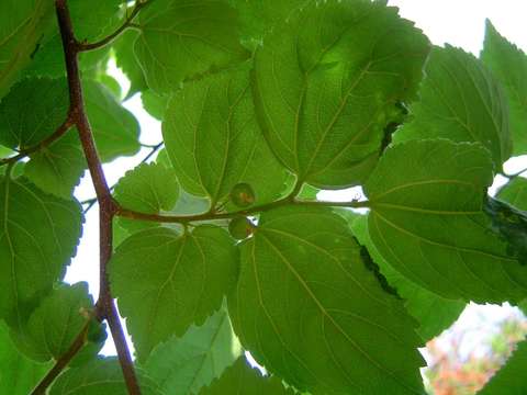 Image of hackberry