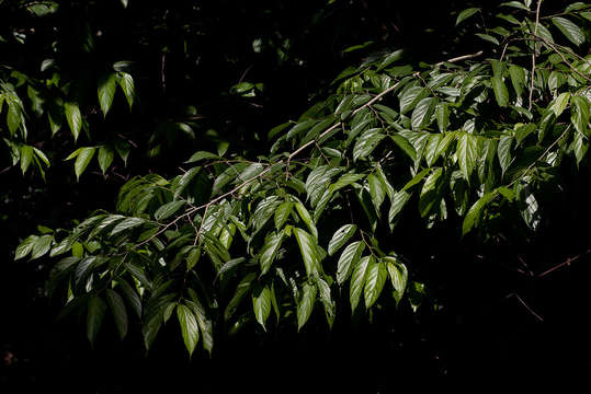 Image of Rough-leaved white-stinkwood