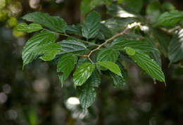 Sivun Celtis gomphophylla Bak. kuva