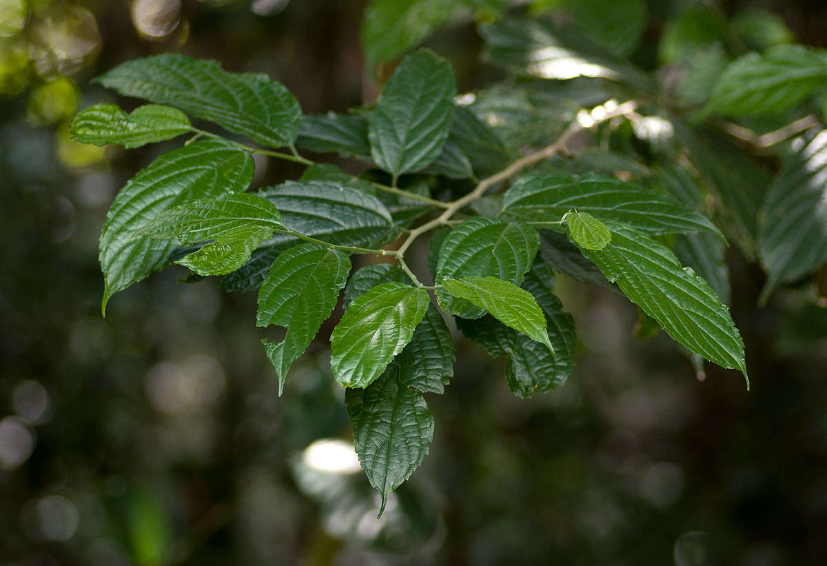 Celtis gomphophylla Bak.的圖片