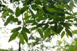 Celtis gomphophylla Bak.的圖片