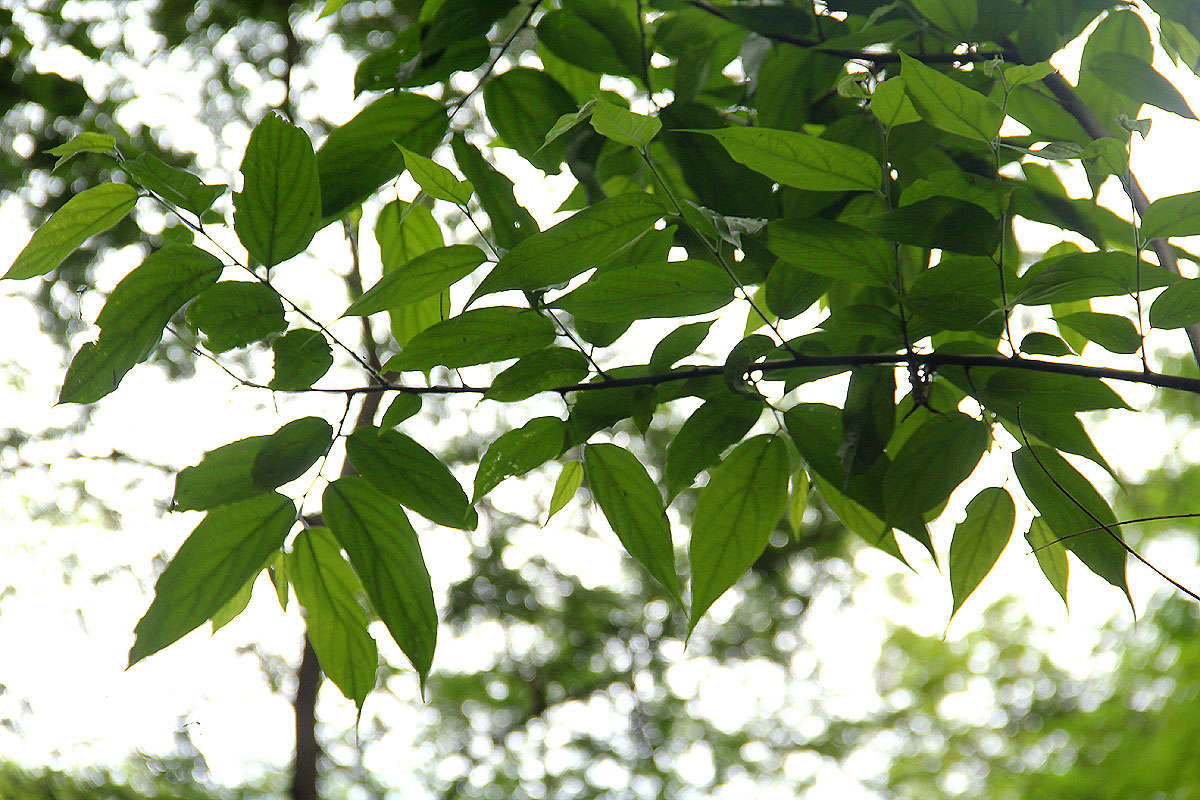 Celtis gomphophylla Bak.的圖片