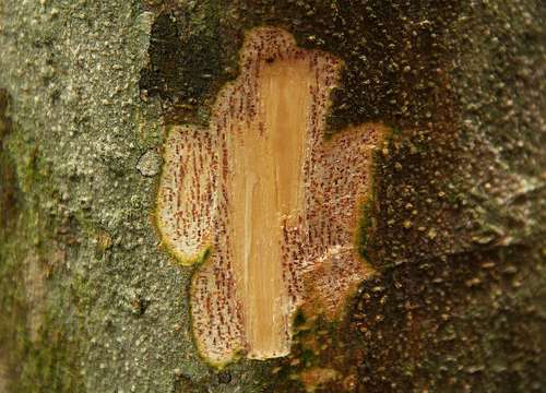 Celtis gomphophylla Bak.的圖片