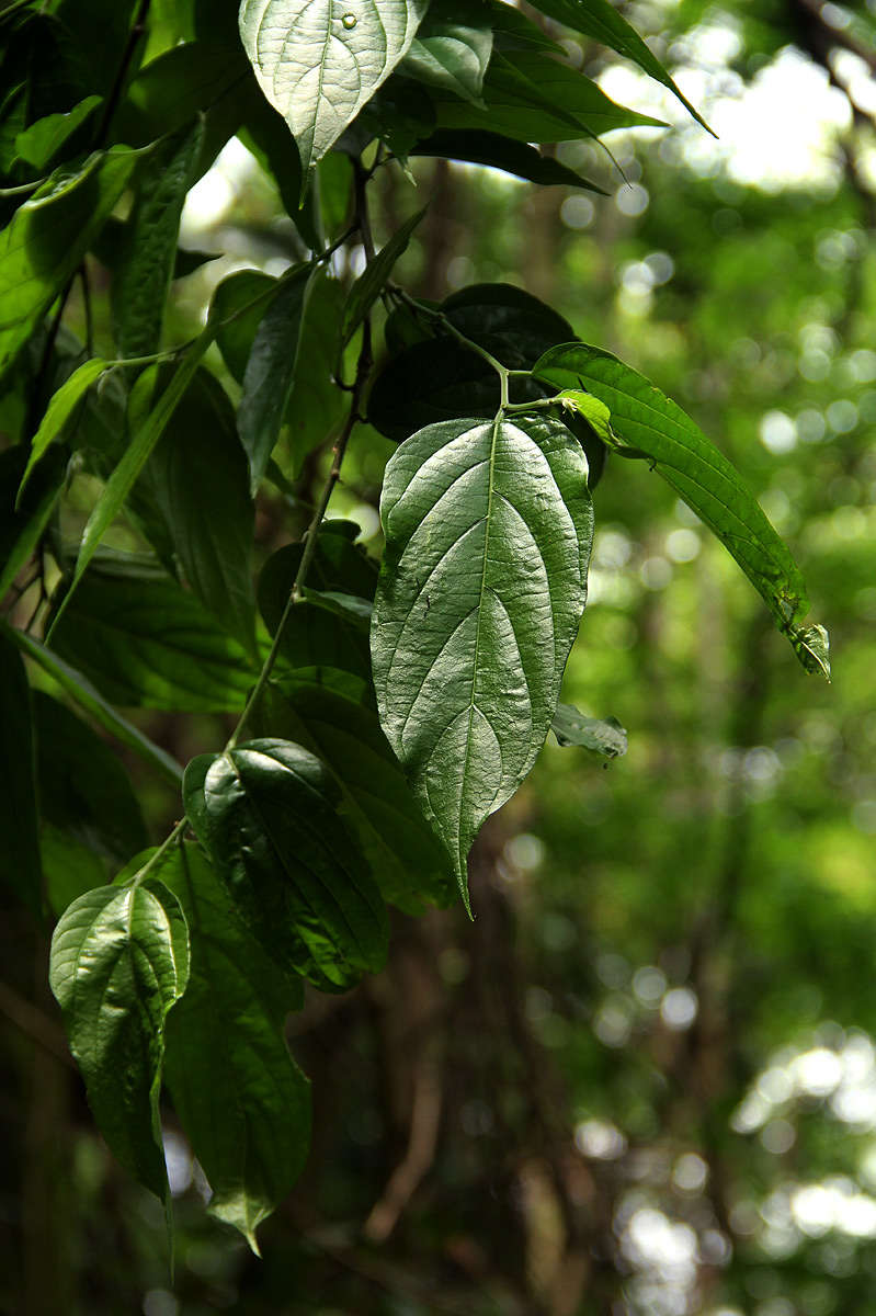 Celtis gomphophylla Bak.的圖片