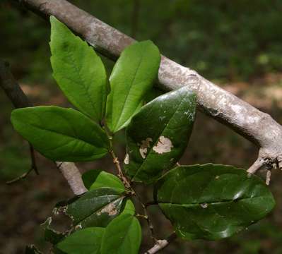 Celtis mildbraedii Engl.的圖片