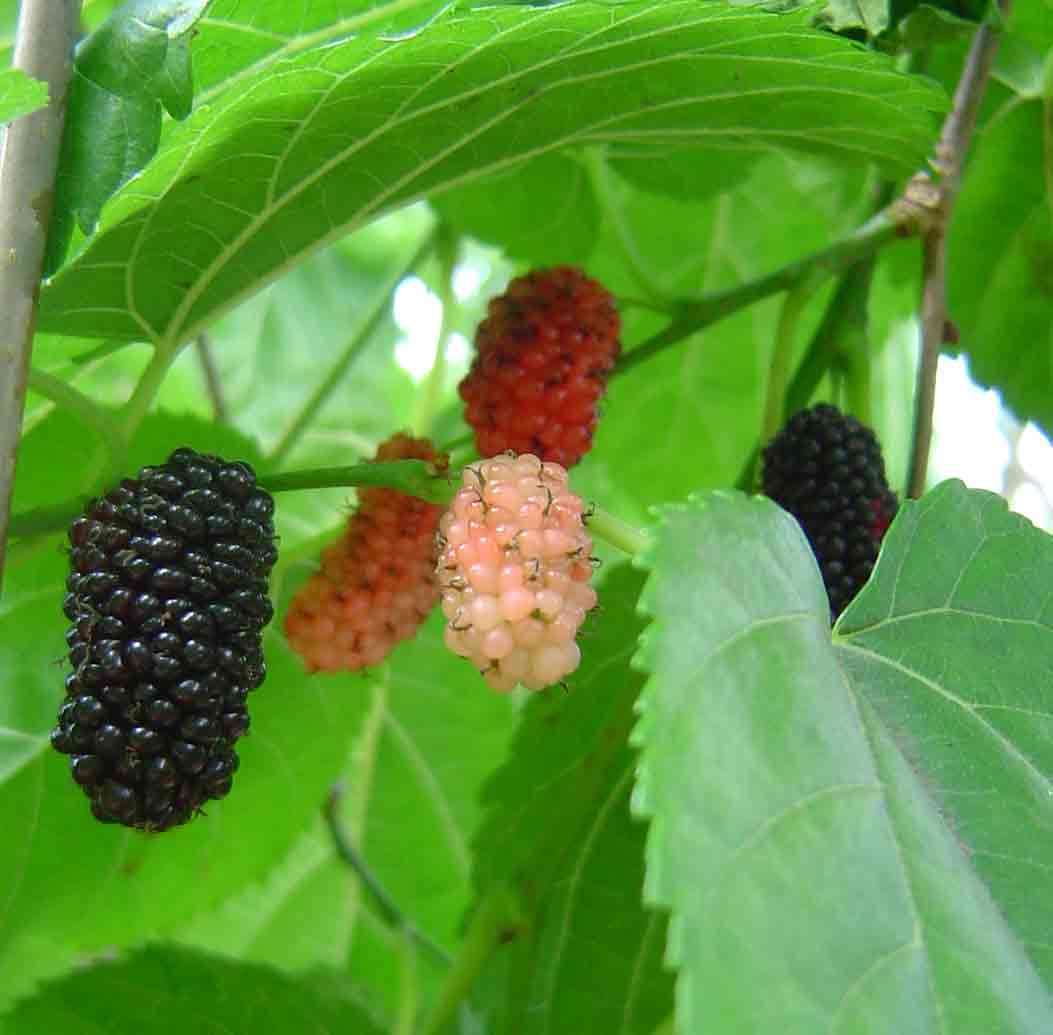 Image of mulberry