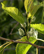 Image of mulberry