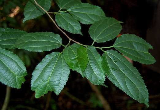 Image of mulberry