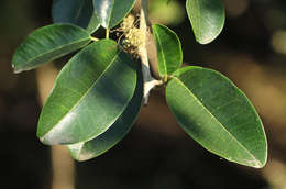 Image of Osage-orange