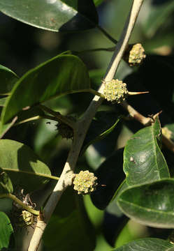 Image of Osage-orange