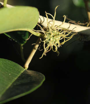 Image of Osage-orange