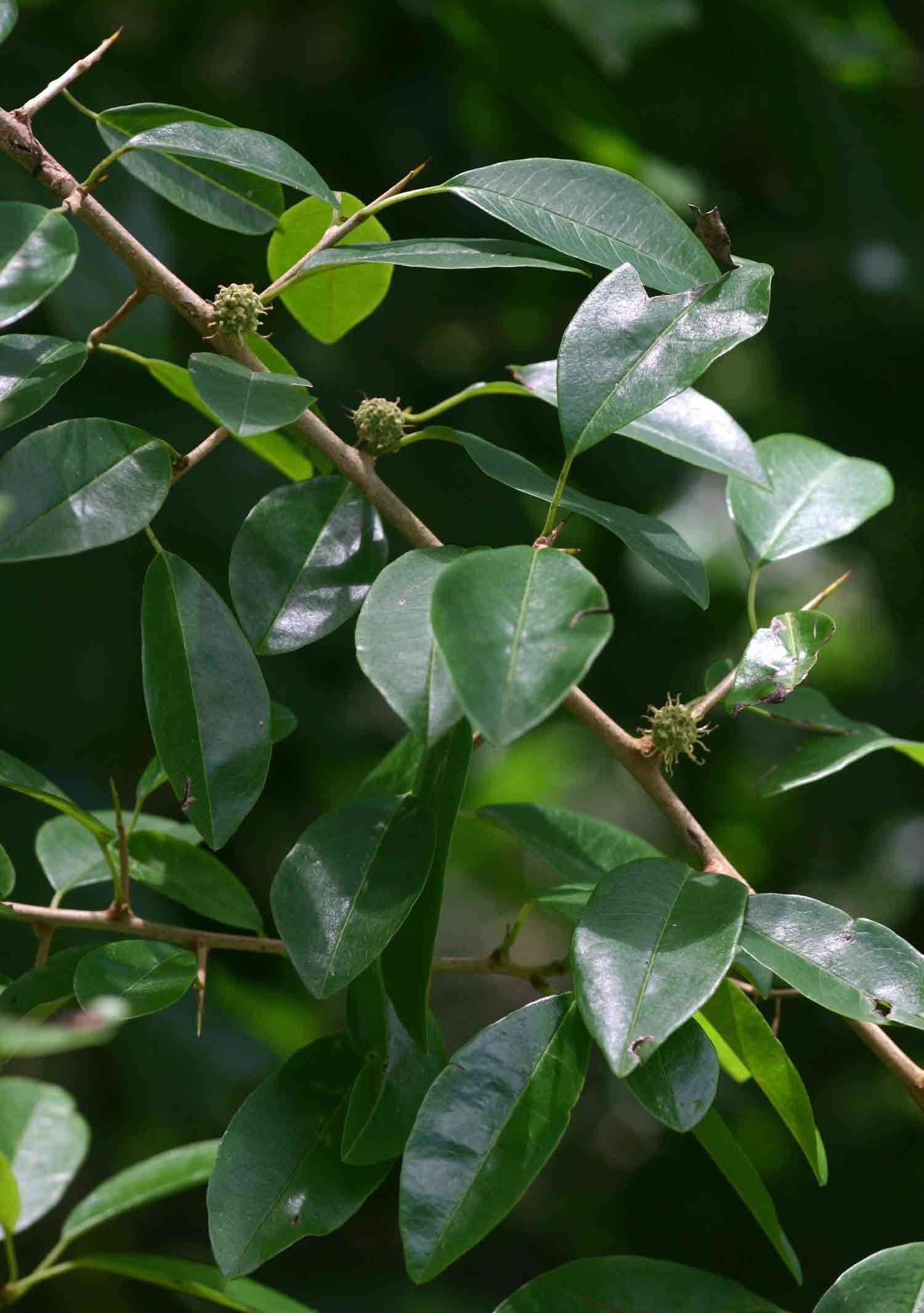 Image of Osage-orange