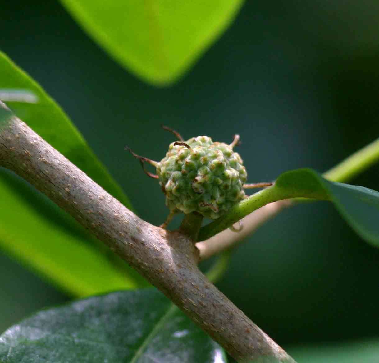 Image of Osage-orange