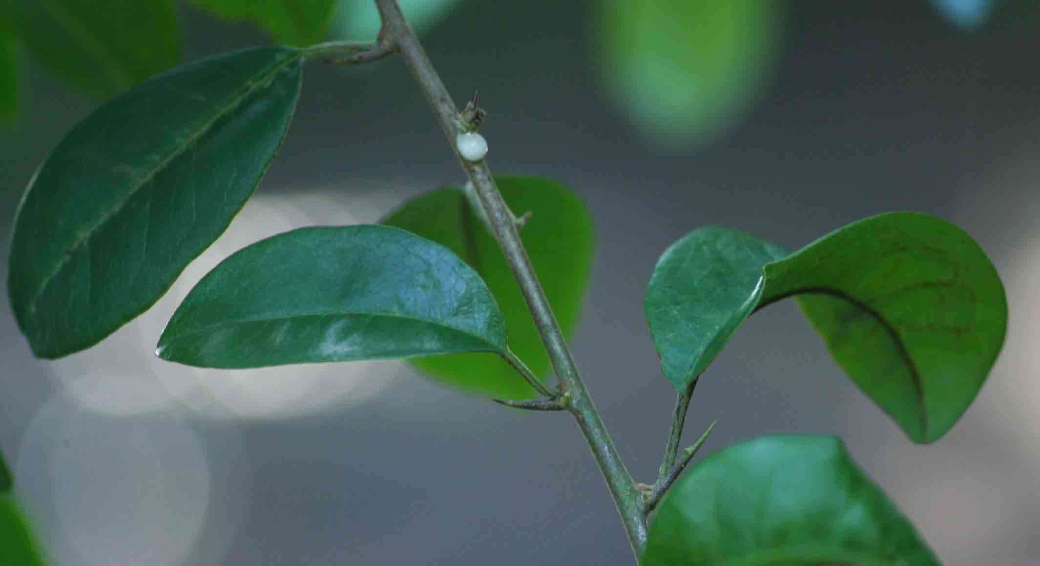 Image of Osage-orange