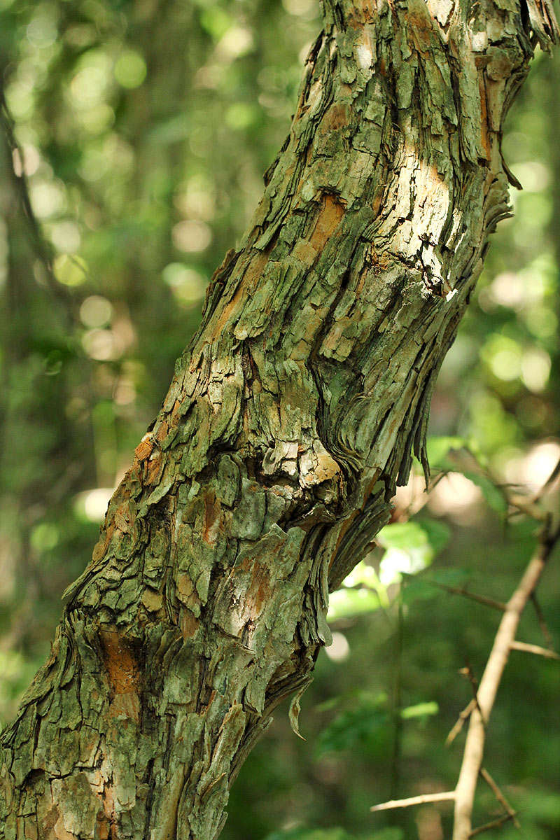 Image of Osage-orange