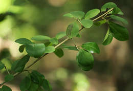 Image of Osage-orange