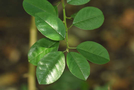 Image of Osage-orange