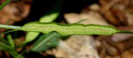 Image of Common dorstenia