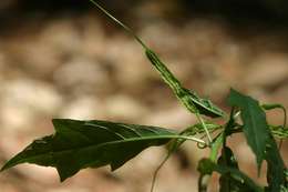 Image of Common dorstenia