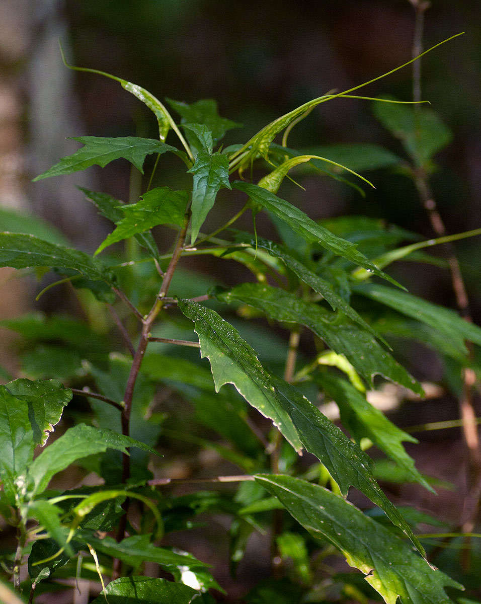 Image of Common dorstenia