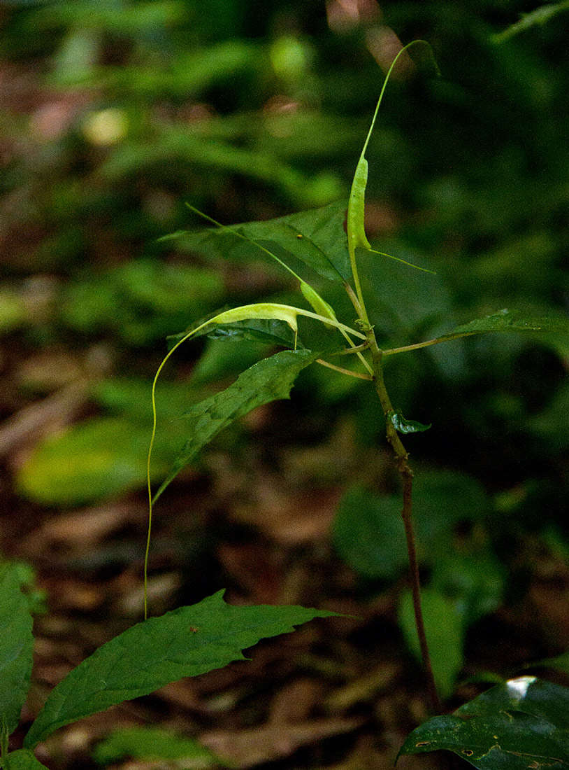 Image of Common dorstenia