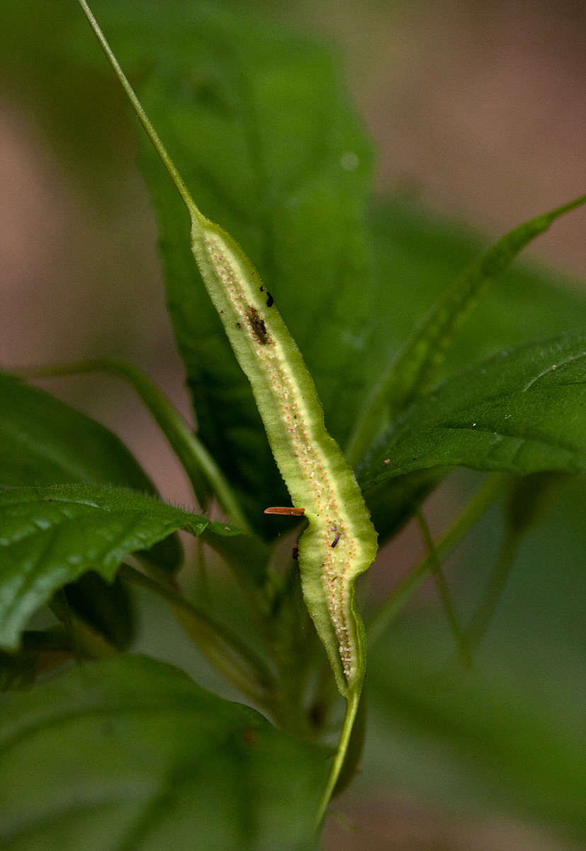 Image of Common dorstenia