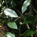 Plancia ëd Trilepisium madagascariense DC.