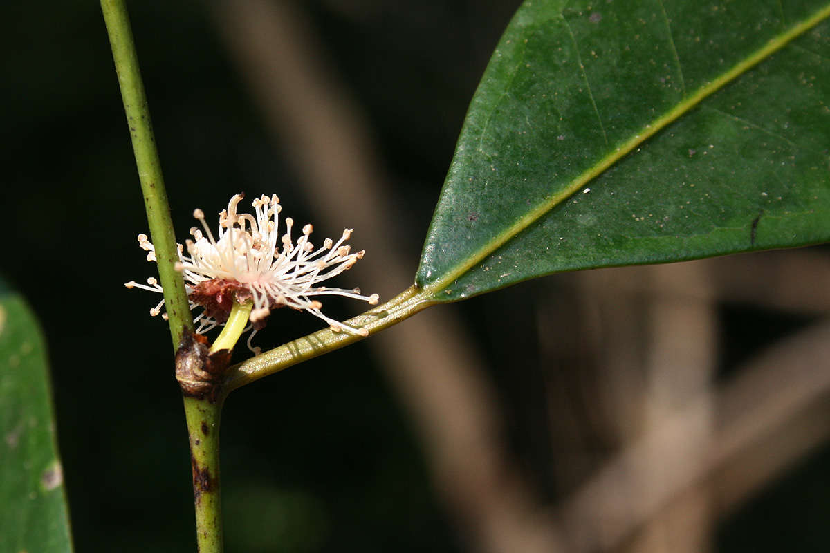 Plancia ëd Trilepisium