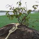 Image of Large-leaved rock fig