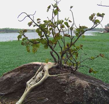 Image of Large-leaved rock fig