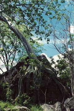 Image of Large-leaved rock fig