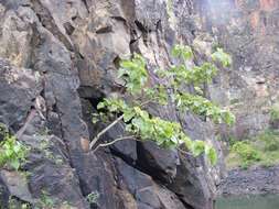 Image of Large-leaved rock fig