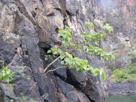 Image of Large-leaved rock fig