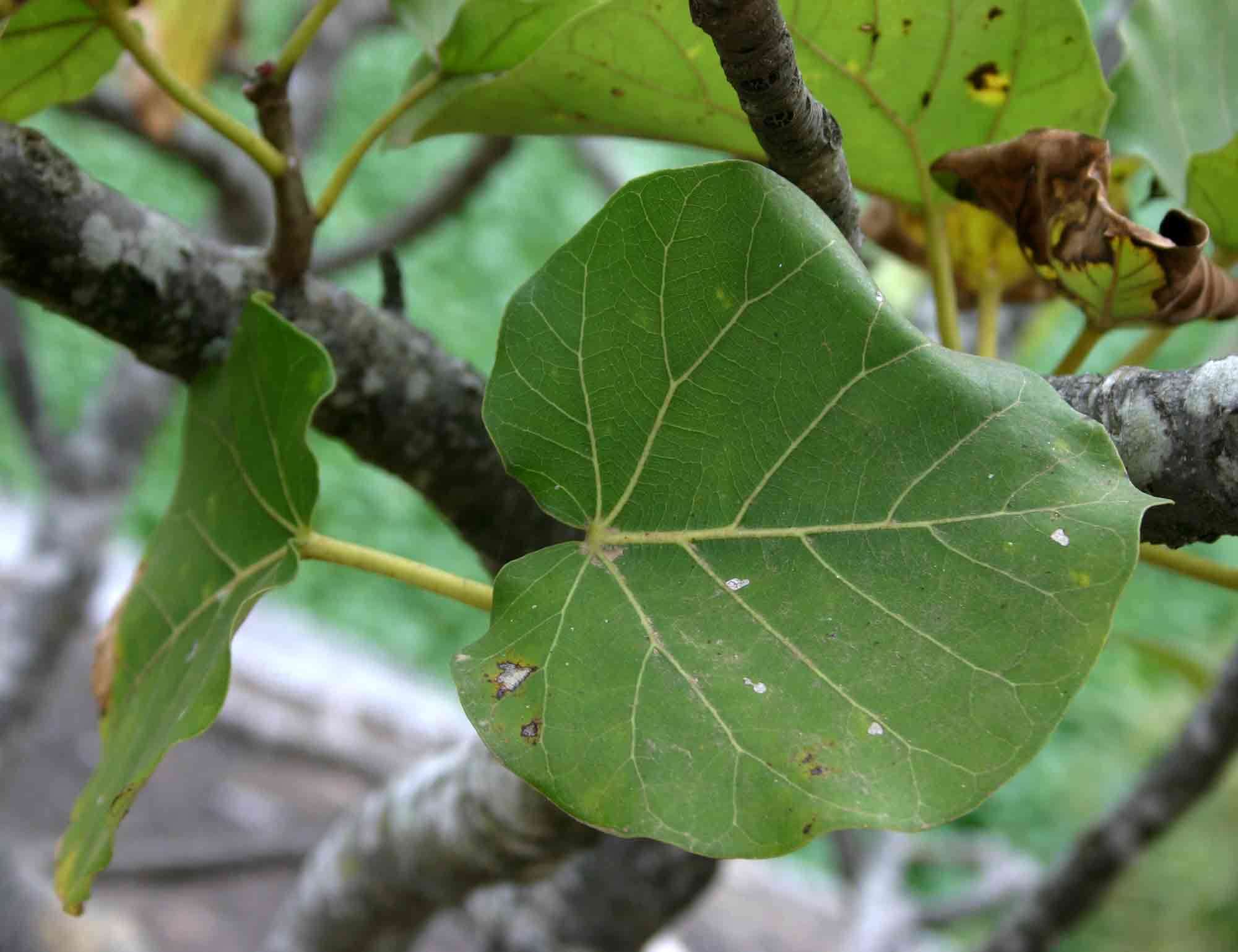 Image of Large-leaved rock fig