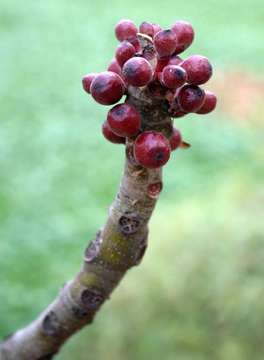 Imagem de Ficus abutilifolia (Miq.) Miq.