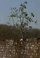 Image of Large-leaved rock fig