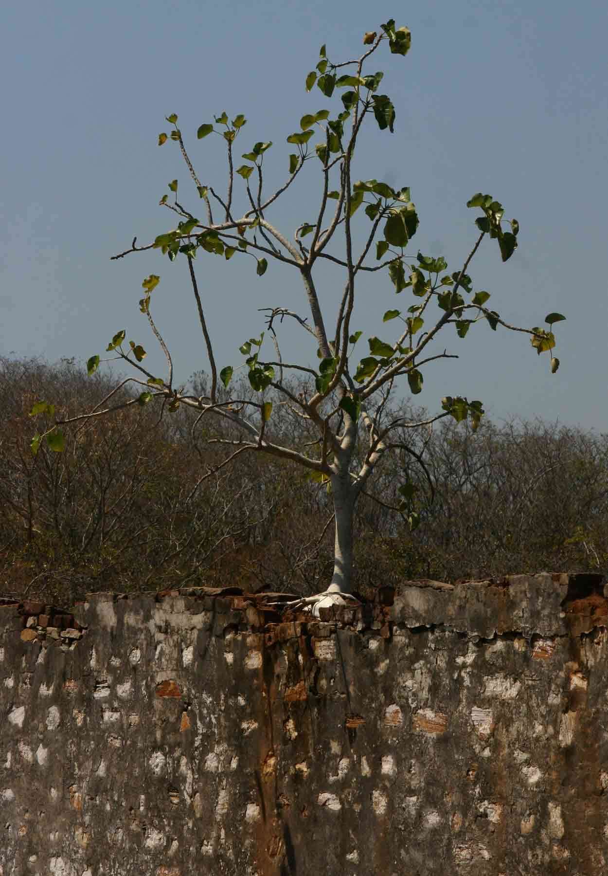 Image of Large-leaved rock fig