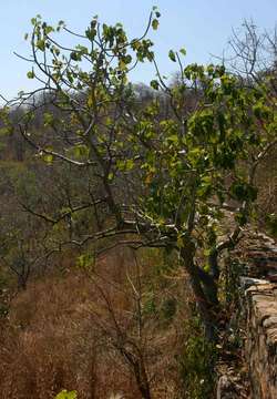 Image of Large-leaved rock fig